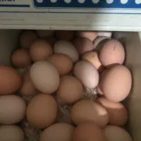 تخم مرغ محلی