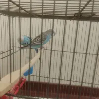 مرغ عشق|پرنده|تهران, امام حسین|دیوار