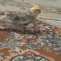 توشک رویال تک نفره درحدنو