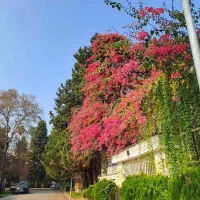 زمین450متر رامسرمنطقه برندو غیربومی جهت ویلاسازی