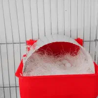 فنچ کراوتی|پرنده|مرودشت, فرهنگ|دیوار
