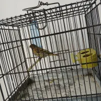 گلبسر مست درشت|پرنده|فردیس, شهرک شهید حسینی|دیوار