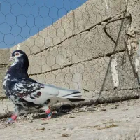 یال سیاه طوقی و سرخ