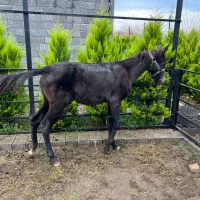 اسب|اسب و تجهیزات اسبسواری|لاهیجان, لیالستان|دیوار