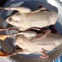 اردک اورگانیک