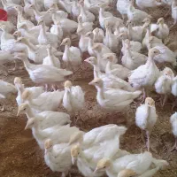 خوراک مخصوص پرورش بوقلمون