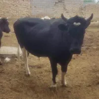 گاور نر(جنگه)