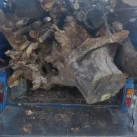 خرید انواع چوب ترو خشک سقفی ذغالی|خدمات باغبانی و درختکاری|خانمیرزا, |دیوار