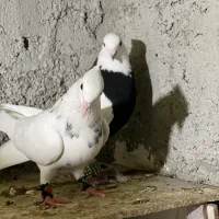 کبوترطوقی|پرنده|چابهار, |دیوار