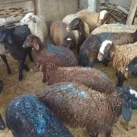 میش جوان با بره بزرگ
