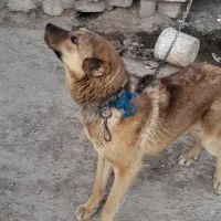 سگ نگهبان|سگ|فیروزه, |دیوار