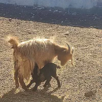 بز کهره دار