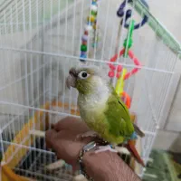 گرینچیک دستی و دوس داشتنی