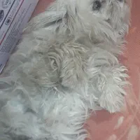 سگ شیتزو ماده