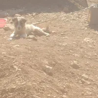 ۲عدد نر یک عدد ماده.|سگ|چیتاب, |دیوار