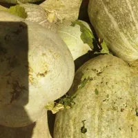 کدو حلوایی فروشی