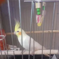 عروس هلندی نر