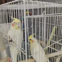 عروس لوتینو