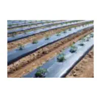 نایلون کشاورزی ، مالچ و گلخانه|عمدهفروشی|اصفهان, باغ دریاچه|دیوار