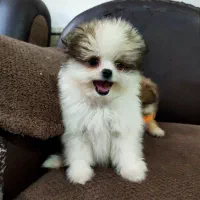 واگذاری سگ پامرانین پاندایی خرسی.