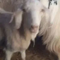 بزغاله سانن