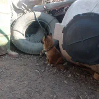 پاکوتاهگوش گربه ی باهوش زرنگ