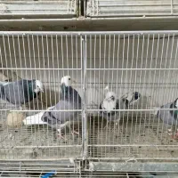 کبوتر جدیدرسید ۸/۱۹حراج سواکن و جداکن ۱۲۰|پرنده|کرج, حیدرآباد|دیوار