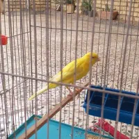 قناری درجه یک کشیده