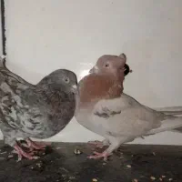 کفتر سور معلقی