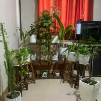 گل‌های آپارتمانی زیبا به همراه استند، گلدان