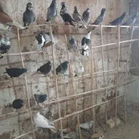 کبوتر پرشی قاقازان|پرنده|تاکستان, |دیوار