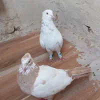 کبوتر