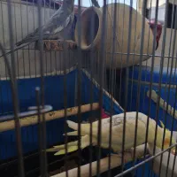 عروس هلندی|پرنده|بهاباد, |دیوار