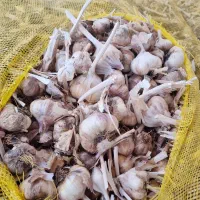 سیرسفیدهمدان سیرخوراکی سیربذری
