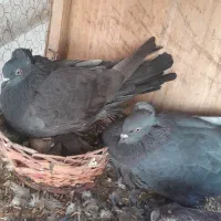 کبوتر رواعب لانگ فیس|پرنده|قم, حاج زینل|دیوار