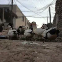 اردک محلی جوان تخمگذار/کاملا ارگانیک و درجه یک