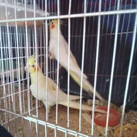 عروس هلندی ۳جفت