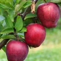 سیب میراکل