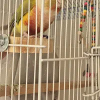 طوطی گیرینچیک نر|پرنده|نجف‌آباد, یزدانشهر|دیوار