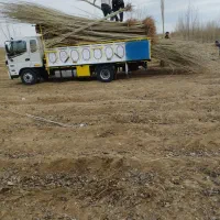 پیش فروش نهال پیوند وصنوبر