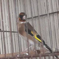 سهره مست|پرنده|شهر ری, امین آباد|دیوار