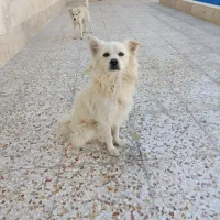 سگ فانتزی جفت|سگ|شیراز, شهرک گلستان شمالی|دیوار