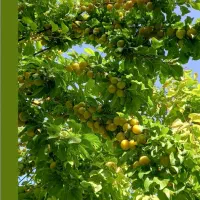 اصلاح  تخصصی میم انگور و گل یاس