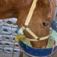 اسب نر|اسب و تجهیزات اسب‌سواری|تیران, |دیوار