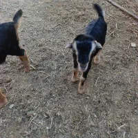 بزغاله شیری