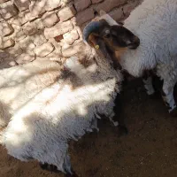 بره ی نر رومانوف