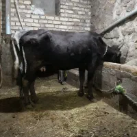 گاو با گوساله ماده