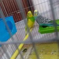 جفت مرغ عشق مولد نرماده