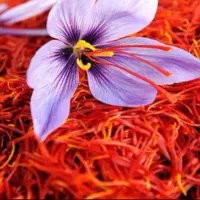 با این کود در هر هکتار ۸ کیلو زعفران برداشت کن