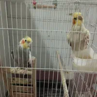 جفت عروس هلندی